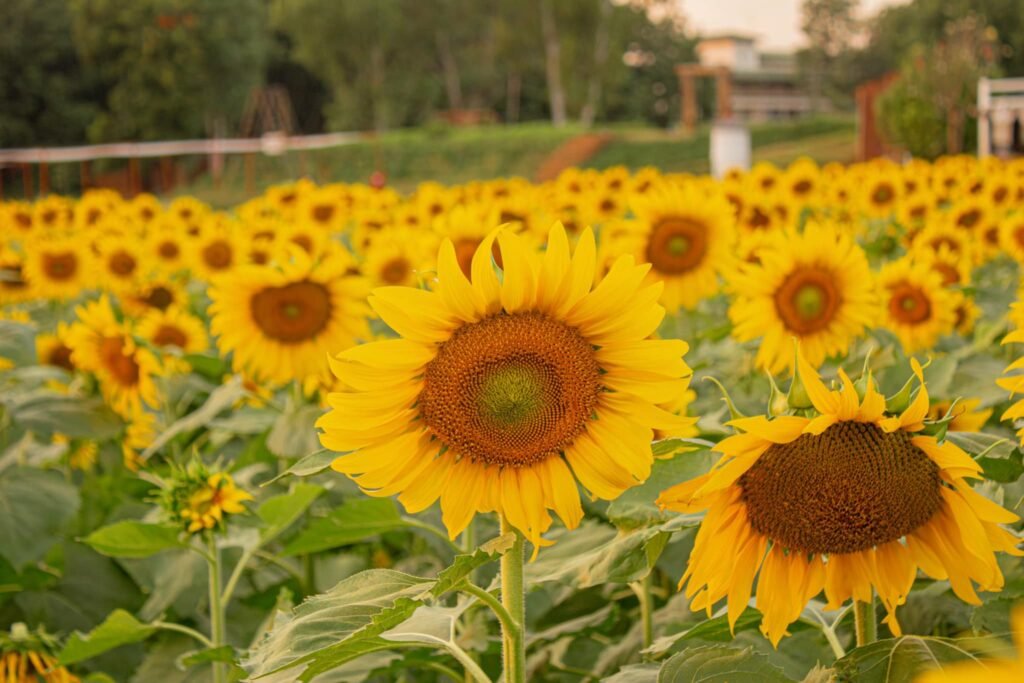 ชวนสัมผัสความงาม สวนดอกไม้พืชไร่ มข. เปิดแปลง PRE-OPENING ต้อนรับสายถ่ายรูป!